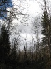 Шутов лес