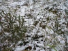 Снег и трава